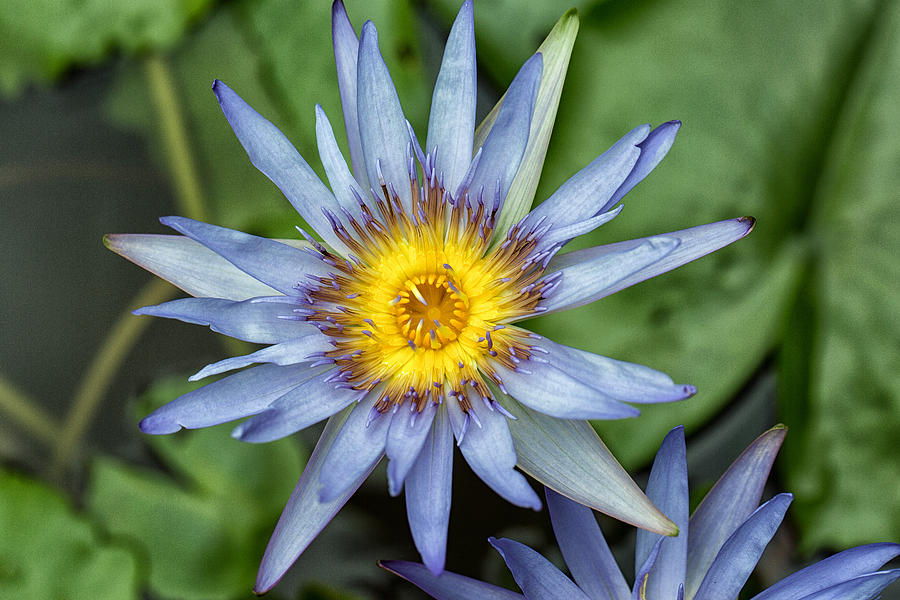 Blue Water Lily #1 Photograph by John Hoey