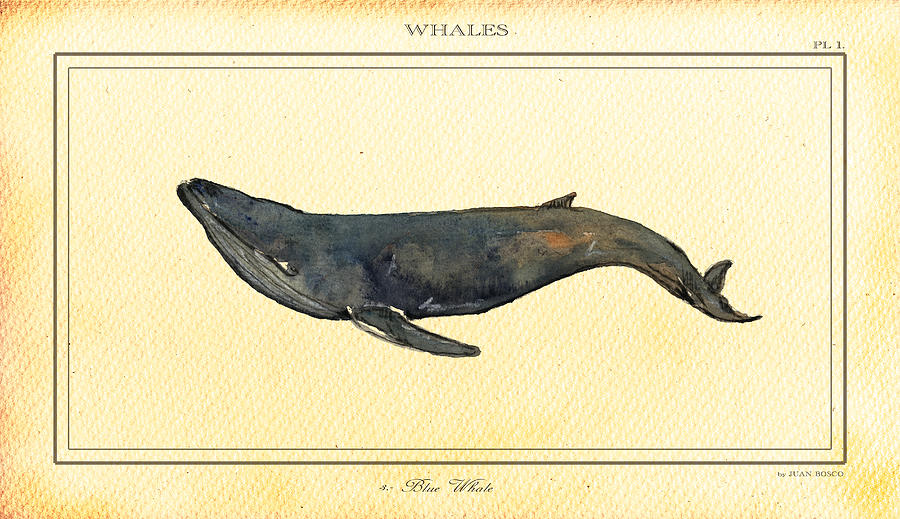 Whale Digital Art - Blue Whale #1 by Juan  Bosco