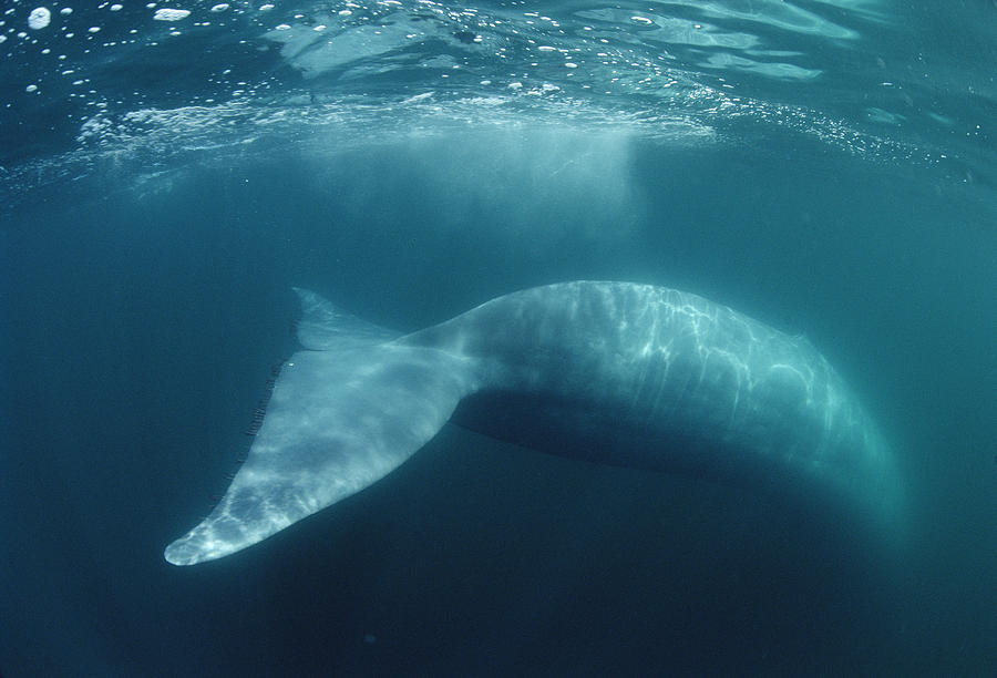 Blue Whale  Sea Of Cortez Mexico #1 Photograph by Flip Nicklin
