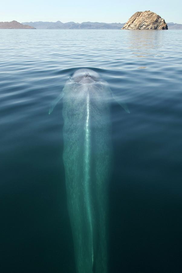 Blue Whale Surfacing Photograph by Christopher Swann/science Photo ...