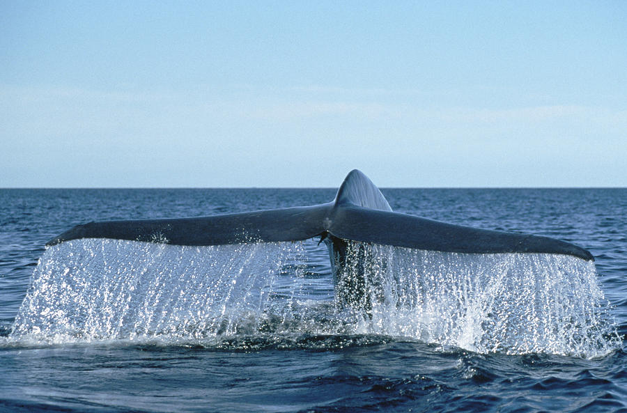 Blue Whale Tail Sea Of Cortez #1 Photograph by Mark Jones