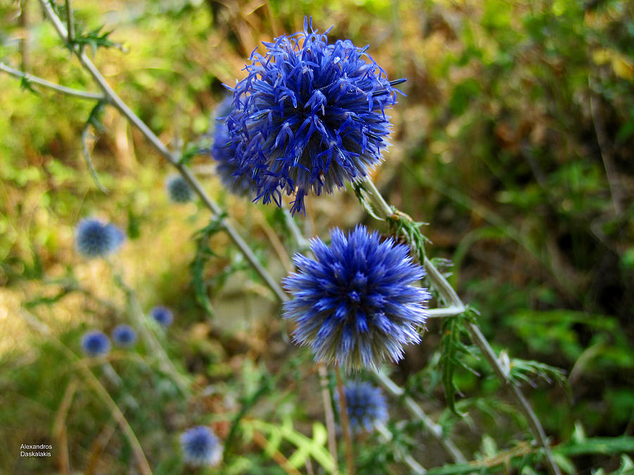 Blue Wild Flower #2 Photograph by Alexandros Daskalakis