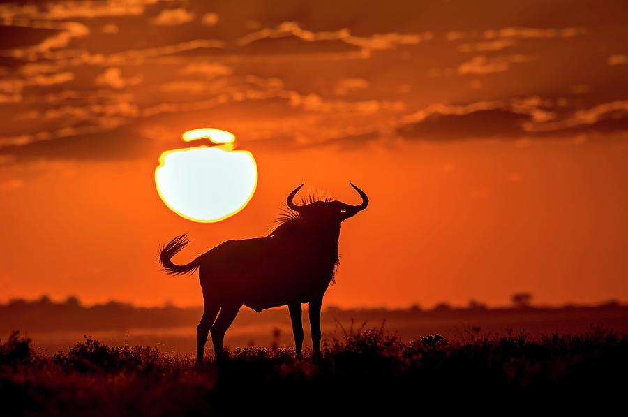 Blue Wildebeest At Dusk #1 Photograph by Tony Camacho/science Photo Library