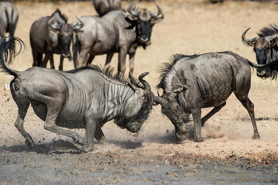 Blue Wildebeest Males Fighting #1 Photograph by Tony Camacho/science Photo Library