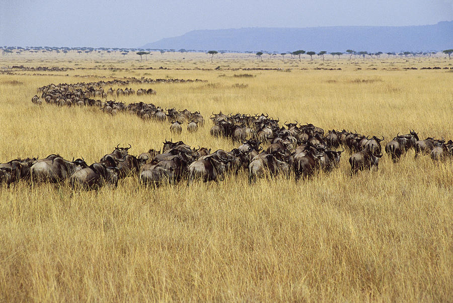 Blue Wildebeest Migrating Masai Mara #1 Photograph by Gerry Ellis