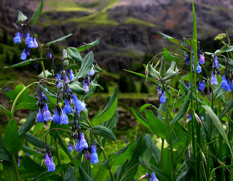 Blue Wildflowers #1 Photograph by Robert Lozen