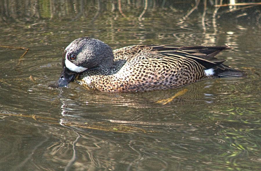Blue-winged Teal #1 Photograph by Bonfire Photography