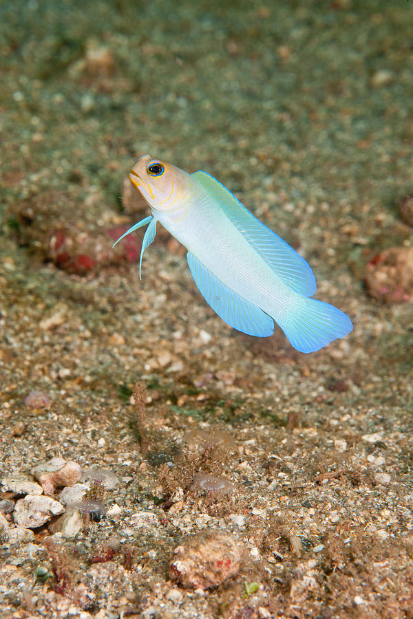 Bluebar Jawfish #1 Photograph by Andrew J. Martinez