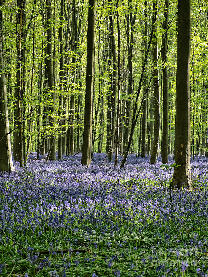 Bluebell Flowers Photograph - Bluebell Forest #1 by Brothers Beerens