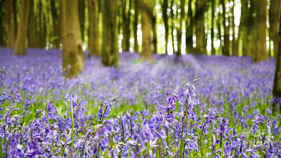 Bluebell wood #1 Photograph by Jane Rix