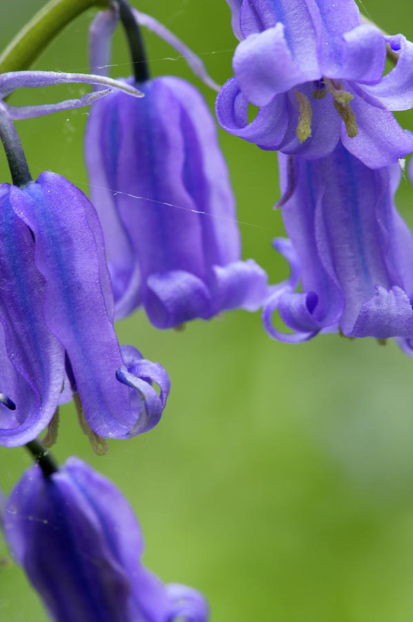 Bluebells (hyacinthoides Non-scripta) #1 Photograph by Simon Booth/science Photo Library