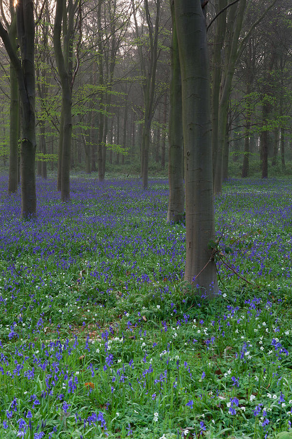 Bluebells in Oxey Wood #1 Photograph by Nick Atkin