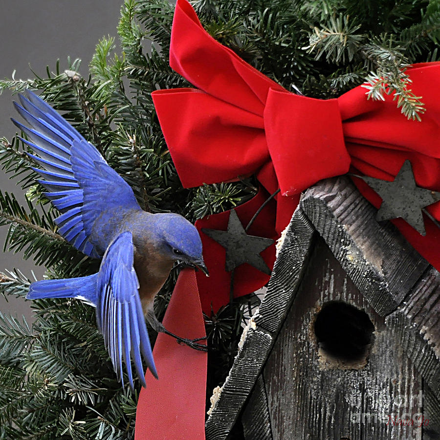 Nature Photograph - Bluebird Christmas Wreath #1 by Nava Thompson