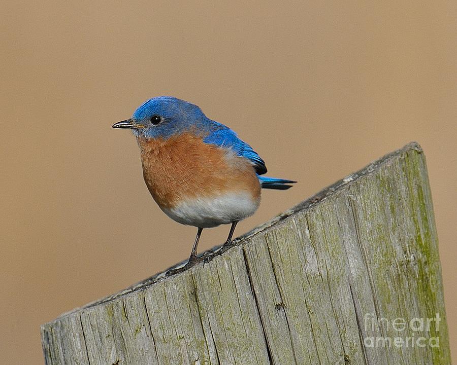 Bluebird #1 Photograph by Craig Leaper
