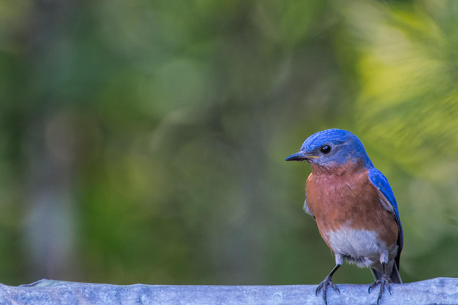Bluebird #1 Photograph by David Kay