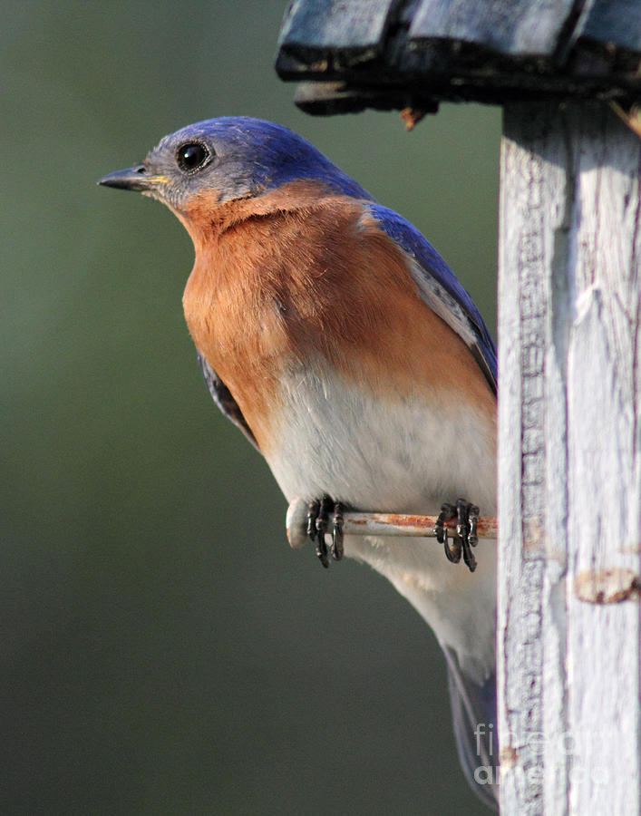 Bluebird #2 Photograph by Douglas Stucky