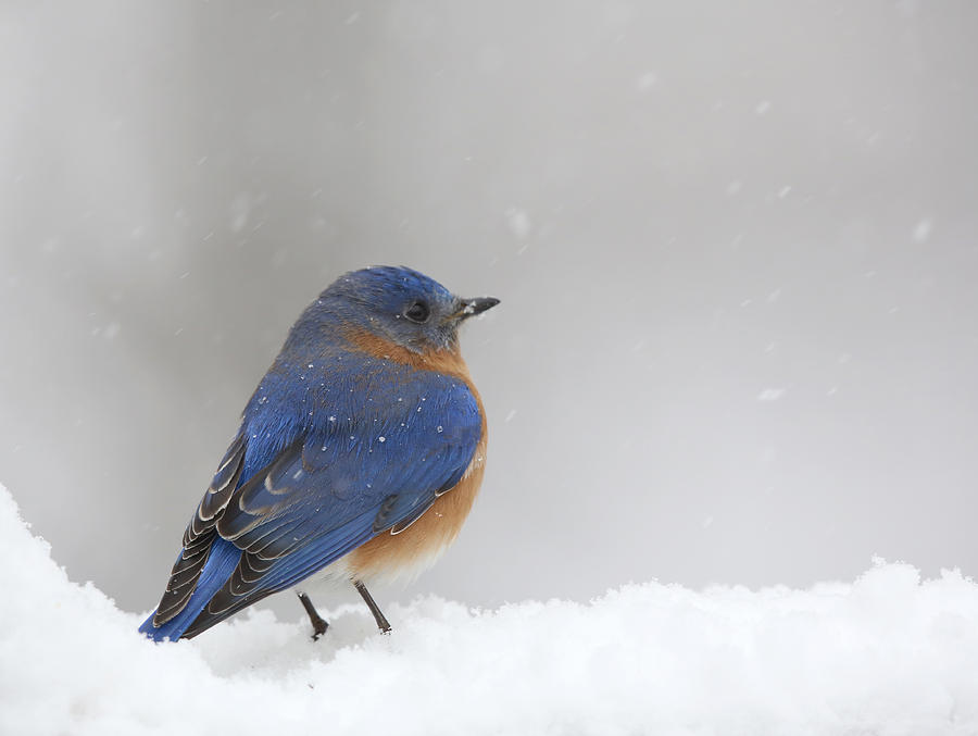 Bluebird in snow #1 Photograph by Jack Nevitt