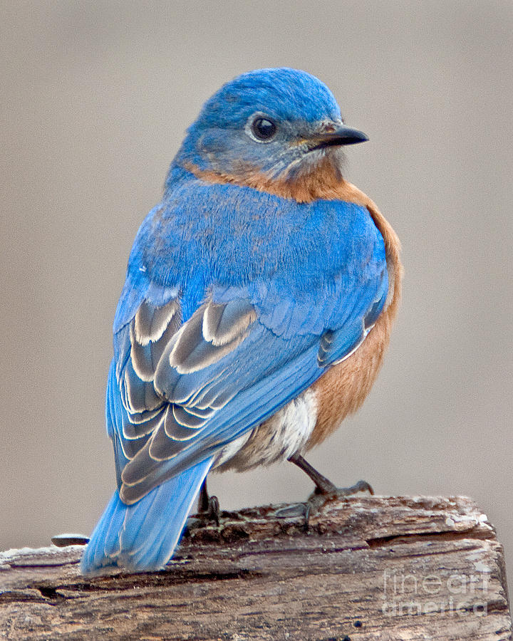 Fall Photograph - Bluebird #1 by Jack Nevitt