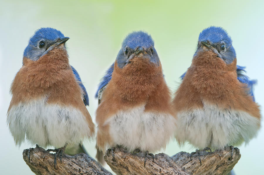 Bird Photograph - Bluebirds of Happiness #1 by Bonnie Barry