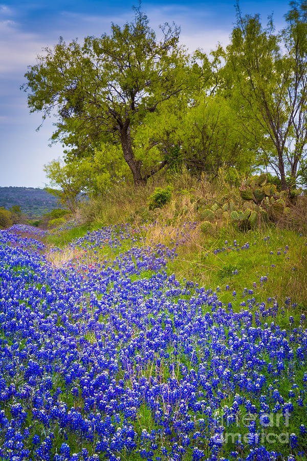 Bluebonnet Meadow Photograph by Inge Johnsson