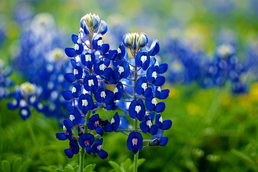 Bluebonnets and Bokeh Photograph by Scott Keeling | Fine Art America