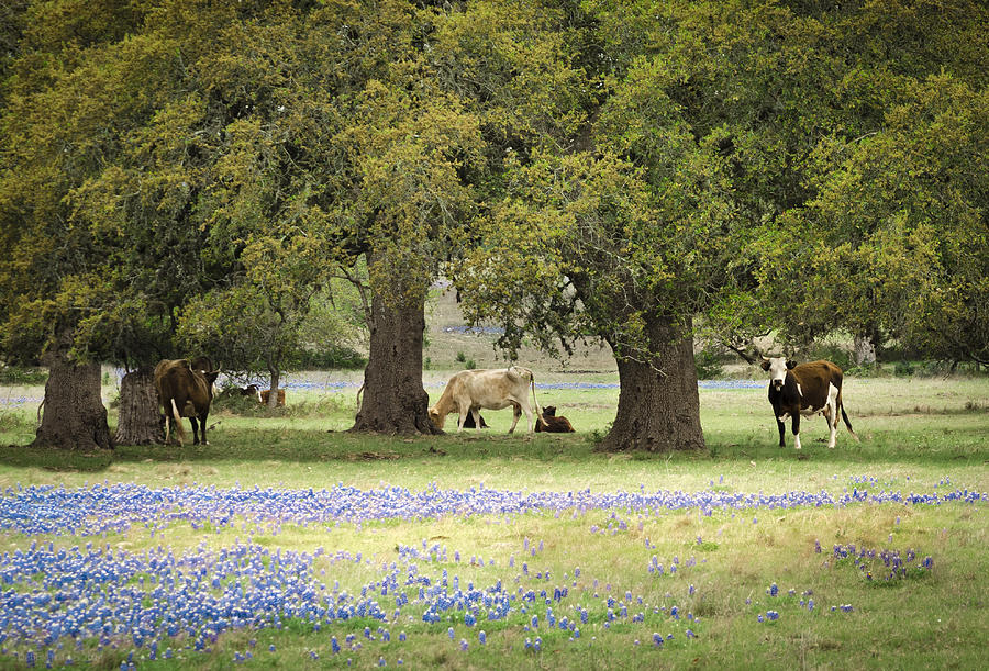 Bluebonnets and Bovines #1 Photograph by Debbie Karnes