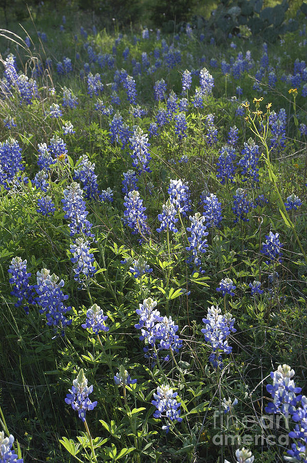 Bluebonnets #1 Photograph by Gregory G. Dimijian