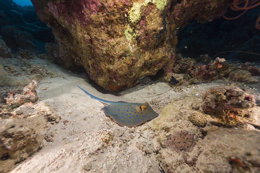 Fish Photograph - Bluespotted stingray and tropical reef in the Red Sea. #1 by Stephan Kerkhofs