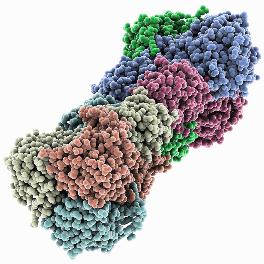 Bluetongue Virus Protein Vp7 Structure Photograph By Science Photo