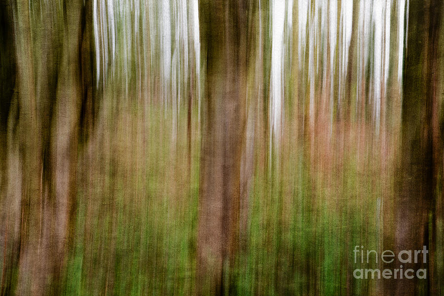 Blurred Trees #1 Photograph by Matt Malloy