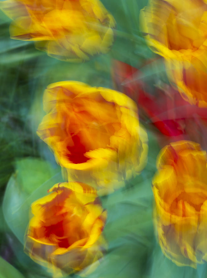 Blurred Tulips #1 Photograph by Chevy Fleet