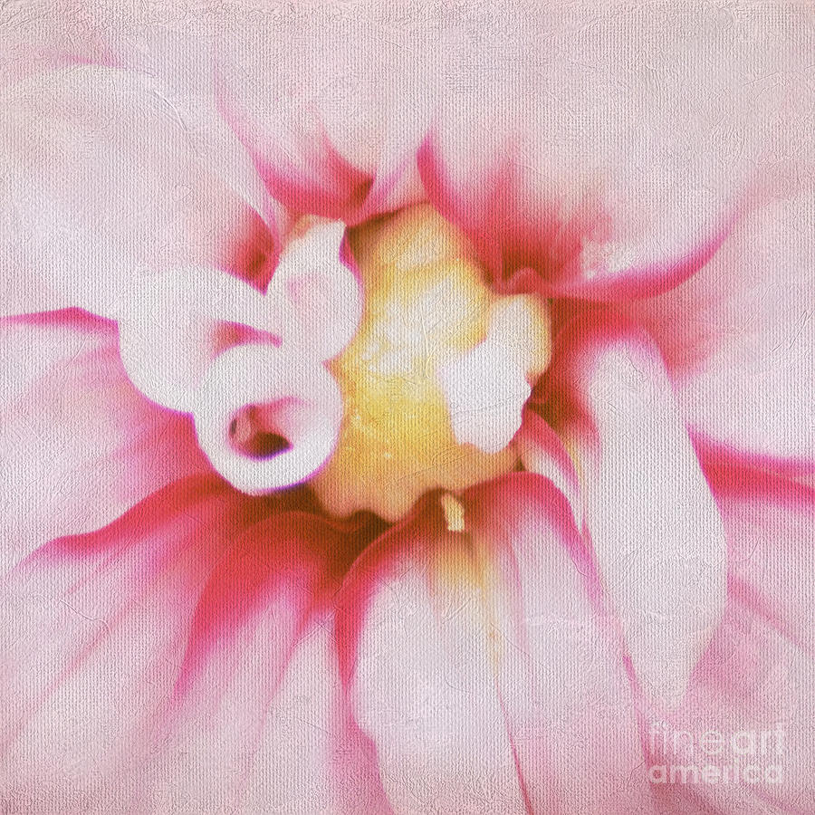 Nature Photograph - Blushing #1 by Darren Fisher