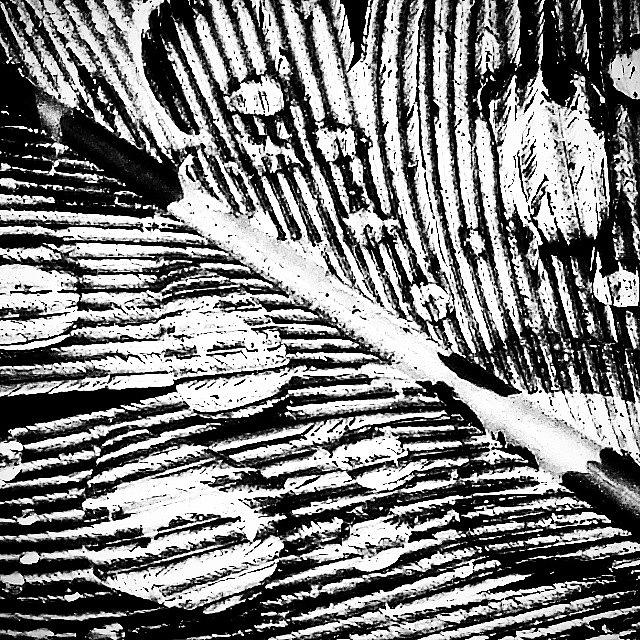 Beautiful Photograph - Feather by J Roustie Beautiful Photograph - Feather by J Roustie