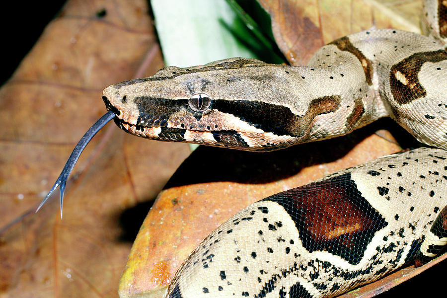 Boa Constrictor Photograph - Boa Constrictor #1 by Dr Morley Read/science Photo Library