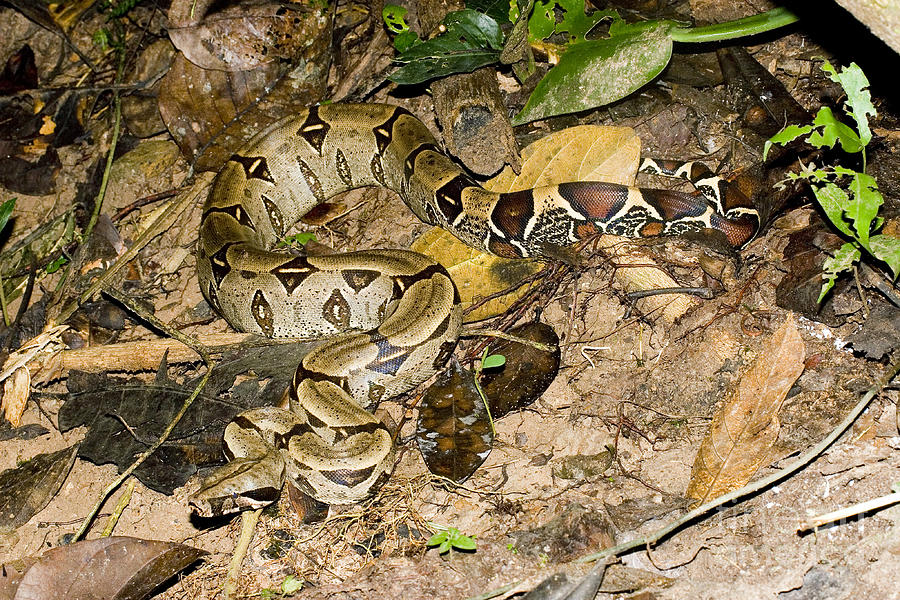 Boa Constrictor Photograph - Boa Constrictor #1 by Gregory G. Dimijian, M.D.