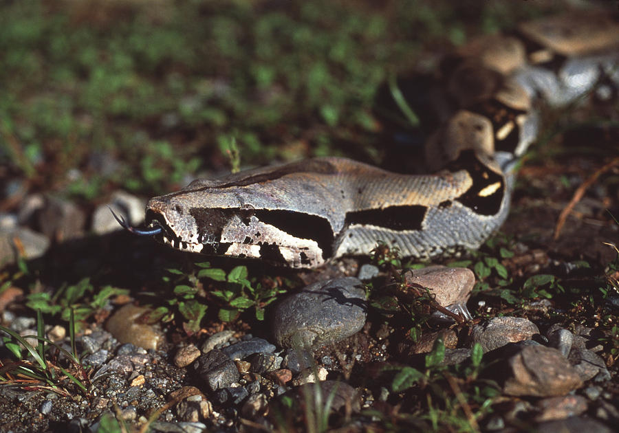 Boa Constrictor Photograph - Boa Constrictor #1 by Sinclair Stammers/science Photo Library
