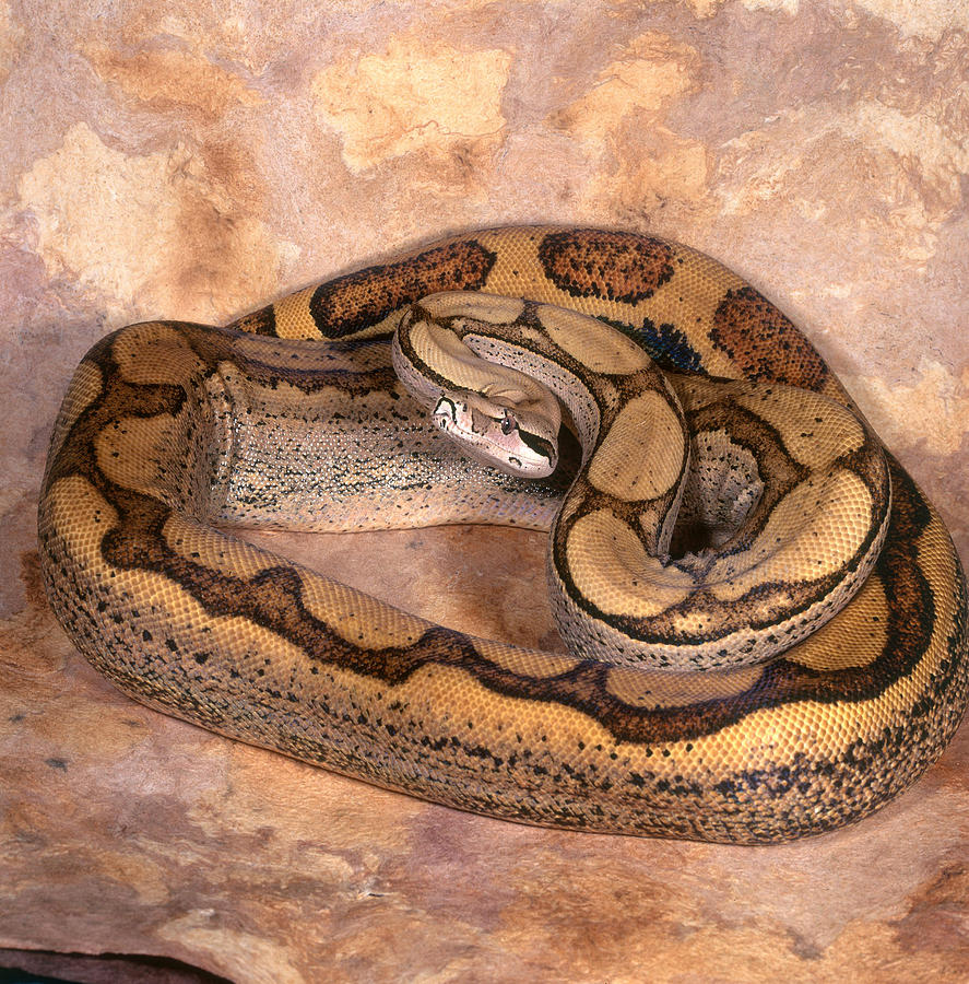 Boa Constrictor Photograph - Boa Constrictor #1 by Steve Cooper
