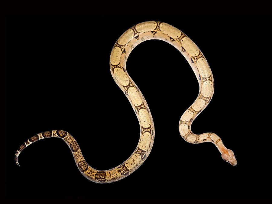 Snake Photograph - Boa on Black #1 by Robert Jensen