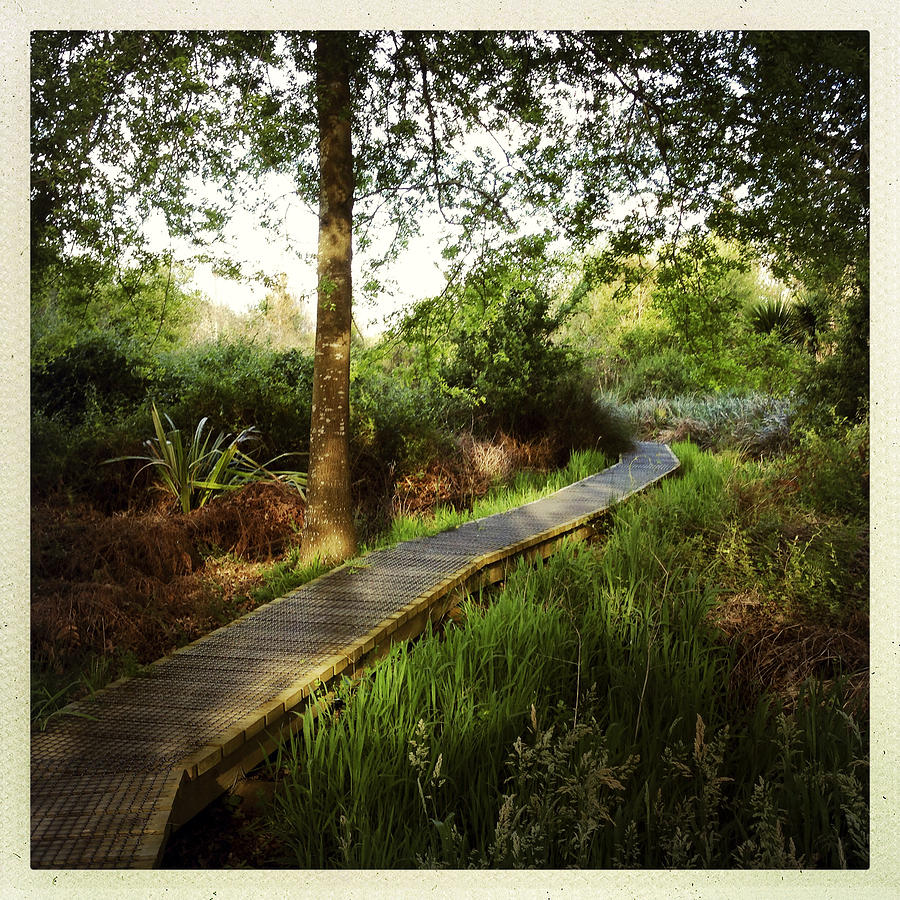 Nature Photograph - Boardwalk  #1 by Les Cunliffe
