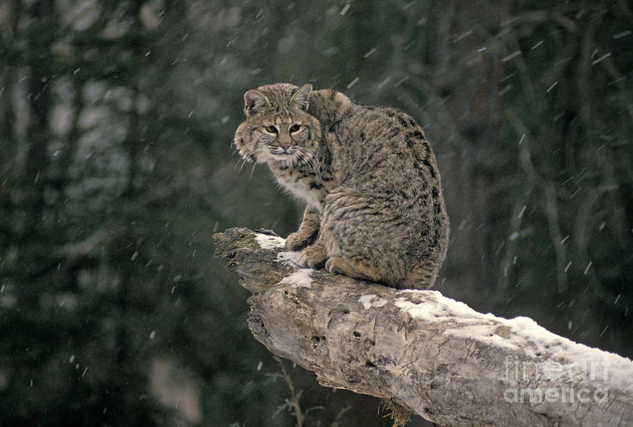 Bobcat Lynx Rufus In Winter Snow #1 Photograph by Ron Sanford
