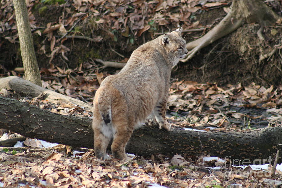 Bobcat Photograph