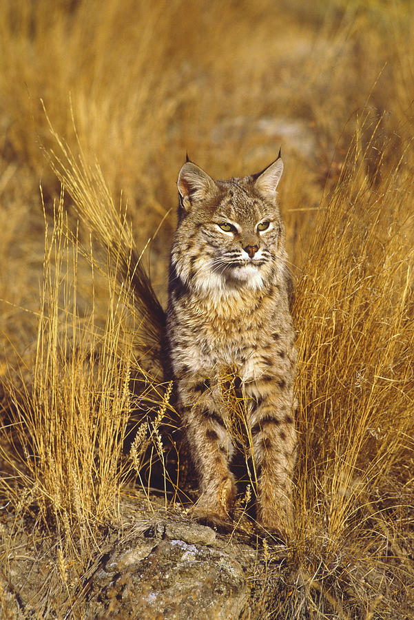 Animal Photograph - Bobcat #1 by Tom Vezo