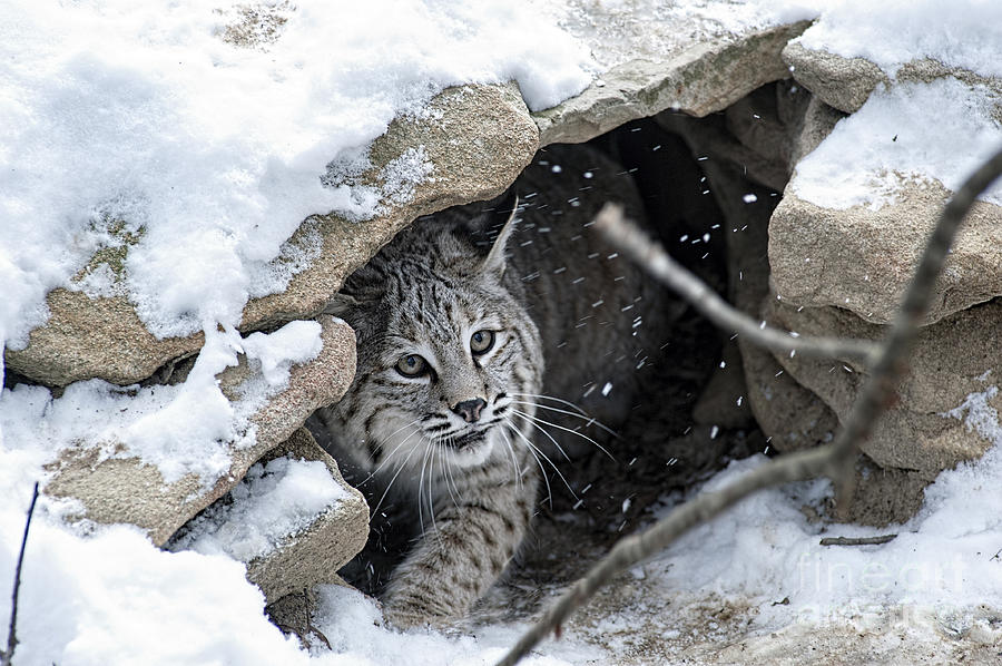 Bobcat under rocks in the snow #1 Photograph by Dan Friend