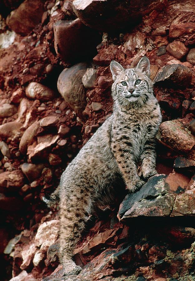 Bobcat #1 Photograph by William Ervin/science Photo Library