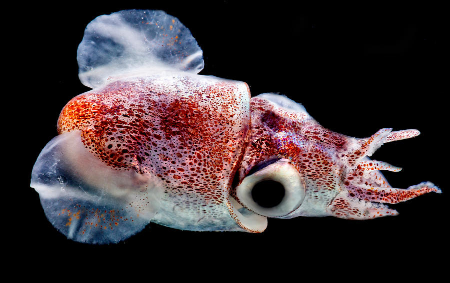 Bobtail Squid Heteroteuthis Dagamensis Photograph by Dante Fenolio