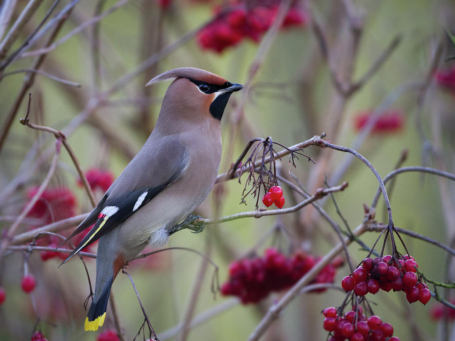Bohemian Waxwing #1 Photograph by Image By Bill Brooks