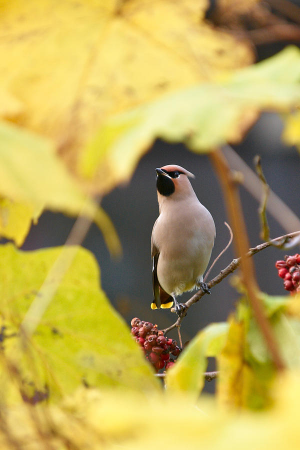 Bohemian Waxwing And All That Yellow Photograph