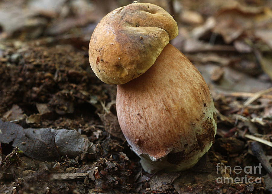 Nature Photograph - Boletus Edulis Mushroom #1 by Susan Leavines