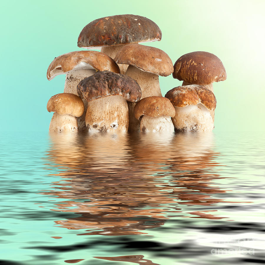 Boletus mushroom #1 Photograph by Antonio Scarpi