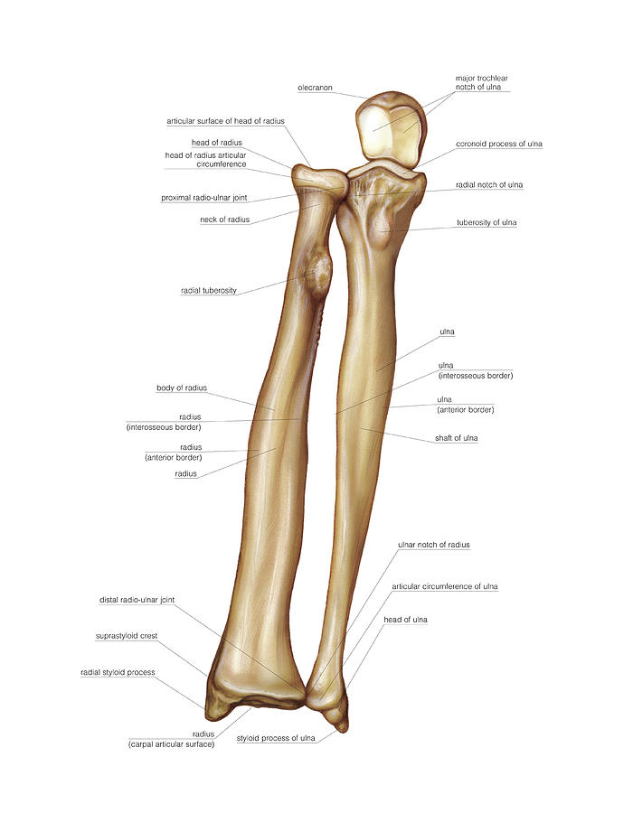 Human Arm Bone Anatomy Drawing Arm Bones Anatomy For Artists Youtube